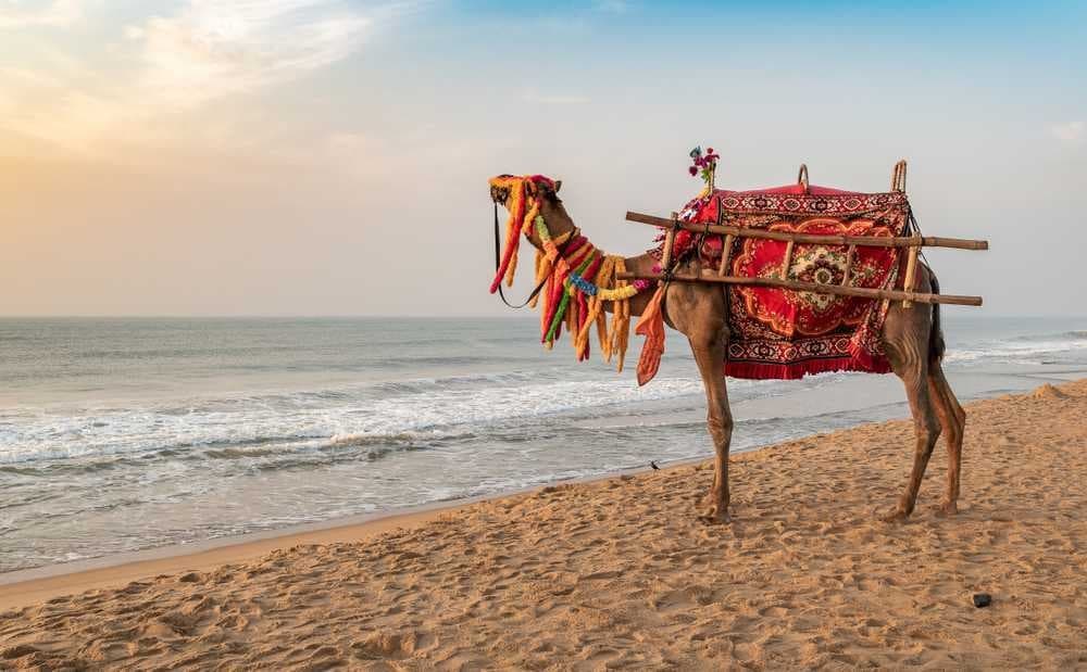 Camel on Puri Beach